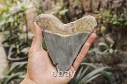 RARE Natural 5.7 Fossil Megalodon Shark Tooth Indonesia Black Megalodon Tooth