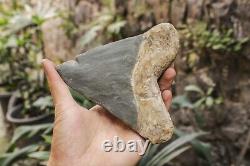 RARE Natural 5.7 Fossil Megalodon Shark Tooth Indonesia Black Megalodon Tooth