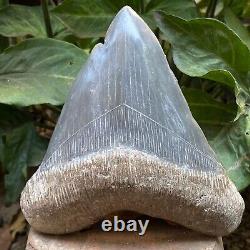 RARE Natural 5.7 Fossil Megalodon Shark Tooth Indonesia Black Megalodon Tooth
