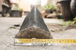 RARE Natural 5.7 Fossil Megalodon Shark Tooth Indonesia Black Megalodon Tooth