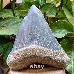 RARE Natural 5.7 Fossil Megalodon Shark Tooth Indonesia Black Megalodon Tooth
