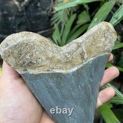 RARE Natural 5.7 Fossil Megalodon Shark Tooth Indonesia Black Megalodon Tooth