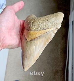 RARE Near 7 Inch! GIANT Serrated 6.73 MEGALODON SHARK Tooth Fossil, Indonesia
