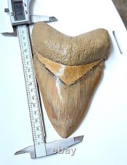 RARE Near 7 Inch! GIANT Serrated 6.73 MEGALODON SHARK Tooth Fossil, Indonesia