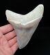 Rare Peruvian 4.56 Fossil Megalodon Shark Tooth Shark Teeth