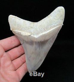 RARE Peruvian 4.56 Fossil Megalodon Shark Tooth Shark Teeth