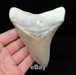 RARE Peruvian 4.56 Fossil Megalodon Shark Tooth Shark Teeth