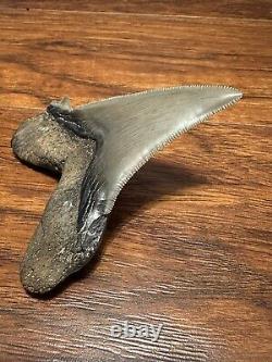 RAZOR 3.7 Angustidens Shark Tooth South Carolina Fossil Megalodon