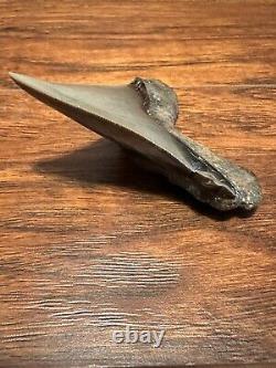 RAZOR 3.7 Angustidens Shark Tooth South Carolina Fossil Megalodon