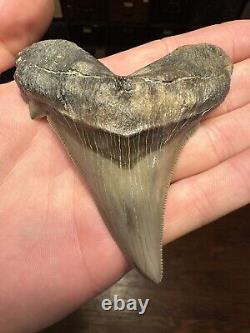 RAZOR 3.7 Angustidens Shark Tooth South Carolina Fossil Megalodon