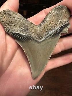 RAZOR 3.7 Angustidens Shark Tooth South Carolina Fossil Megalodon