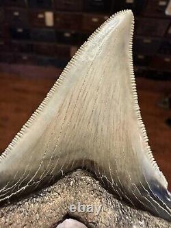 RAZOR 3.7 Angustidens Shark Tooth South Carolina Fossil Megalodon