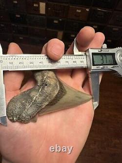 RAZOR 3.7 Angustidens Shark Tooth South Carolina Fossil Megalodon