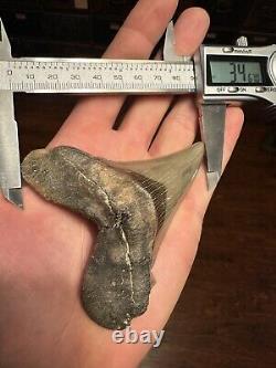 RAZOR 3.7 Angustidens Shark Tooth South Carolina Fossil Megalodon