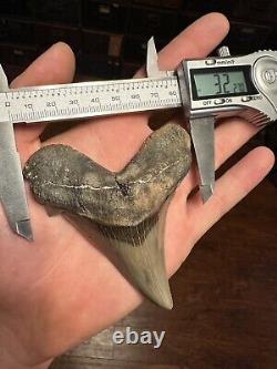 RAZOR 3.7 Angustidens Shark Tooth South Carolina Fossil Megalodon