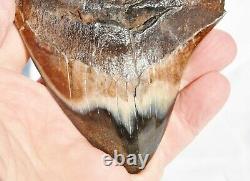 REAL Megalodon Shark Teeth XXLarge Fossil about 17 million year 108mm 4.3 578uo