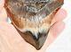 Real Megalodon Shark Teeth Xxlarge Fossil About 17 Million Year 108mm 4.3 578uo