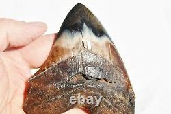 REAL Megalodon Shark Teeth XXLarge Fossil about 17 million year 108mm 4.3 578uo