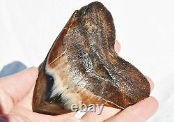 REAL Megalodon Shark Teeth XXLarge Fossil about 17 million year 108mm 4.3 578uo