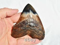 REAL Megalodon Shark Teeth XXLarge Fossil about 17 million year 108mm 4.3 578uo