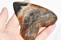 REAL Megalodon Shark Teeth XXLarge Fossil about 17 million year 108mm 4.3 578uo