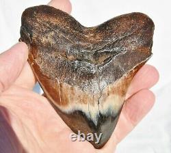 REAL Megalodon Shark Teeth XXLarge Fossil about 17 million year 108mm 4.3 578uo