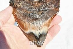 REAL Megalodon Shark Teeth XXLarge Fossil about 17 million year 108mm 4.3 578uo