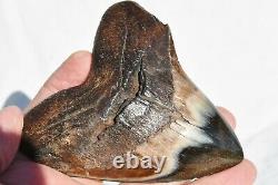 REAL Megalodon Shark Teeth XXLarge Fossil about 17 million year 108mm 4.3 578uo