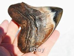 REAL Megalodon Shark Teeth XXLarge Fossil about 17 million year 108mm 4.3 578uo