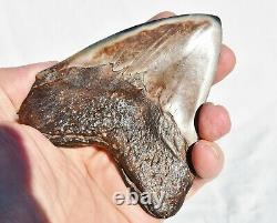 REAL Megalodon Shark Teeth XXLarge Fossil about 17 million year 108mm 4.3 578uo