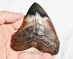 REAL Megalodon Shark Teeth XXLarge Fossil about 17 million year 108mm 4.3 578uo