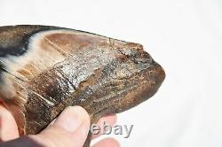 REAL Megalodon Shark Teeth XXLarge Fossil about 17 million year 108mm 4.3 578uo