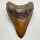 Red Gorgeous, Sharply Serrated 4.07 Fossil Megalodon Shark Tooth