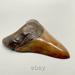 RED Gorgeous, sharply serrated 4.07 Fossil MEGALODON Shark Tooth