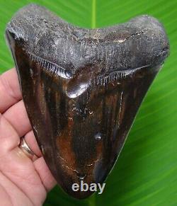 RED MARBLING MEGALODON SHARK TOOTH 5 & 1/4 in. REAL FOSSIL with FREE STAND