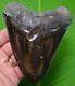 Red Marbling Megalodon Shark Tooth 5 & 1/4 In. Real Fossil With Free Stand