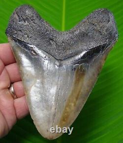 RED MARBLING MEGALODON SHARK TOOTH 5 & 1/4 in. REAL FOSSIL with FREE STAND