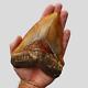 Robust 5,51 Megalodon Fossil Shark Tooth With Flawless Serrations +++