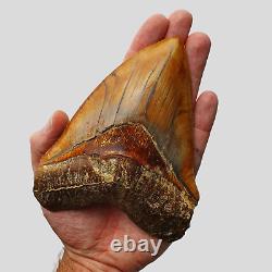 ROBUST 5,51 MEGALODON Fossil Shark Tooth with FLAWLESS SERRATIONS +++