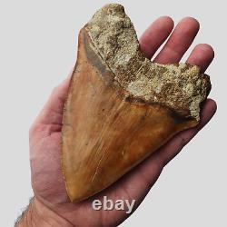 ROBUST 5,51 MEGALODON Fossil Shark Tooth with FLAWLESS SERRATIONS +++