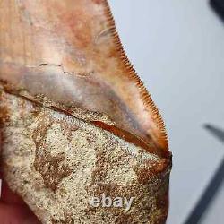 ROBUST 5,51 MEGALODON Fossil Shark Tooth with FLAWLESS SERRATIONS +++