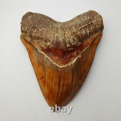 ROBUST 5,51 MEGALODON Fossil Shark Tooth with FLAWLESS SERRATIONS +++