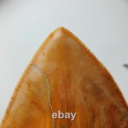 ROBUST 5,51 MEGALODON Fossil Shark Tooth with FLAWLESS SERRATIONS +++