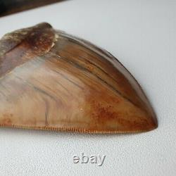 ROBUST 5,51 MEGALODON Fossil Shark Tooth with FLAWLESS SERRATIONS +++