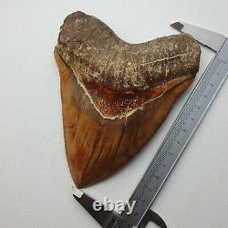 ROBUST 5,51 MEGALODON Fossil Shark Tooth with FLAWLESS SERRATIONS +++