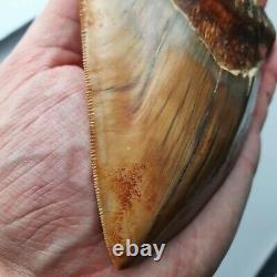 ROBUST 5,51 MEGALODON Fossil Shark Tooth with FLAWLESS SERRATIONS +++