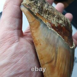 ROBUST 5,51 MEGALODON Fossil Shark Tooth with FLAWLESS SERRATIONS +++