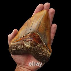 ROBUST 5,51 MEGALODON Fossil Shark Tooth with FLAWLESS SERRATIONS +++