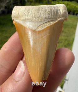 Radioactive Yellow Orange Bone Valley Self Bitten Megalodon Meg Shark Tooth 2.74