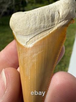 Radioactive Yellow Orange Bone Valley Self Bitten Megalodon Meg Shark Tooth 2.74